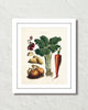 Antique French Vegetable No. 32 Botanical Print