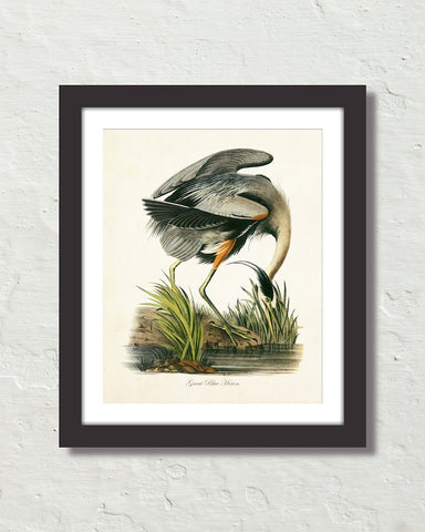 Vintage Audubon Great Blue Heron Bird Art Print