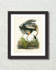 Vintage Audubon Great Blue Heron Bird Art Print