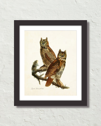 Vintage Audubon Great Horned Owl Bird Art Print