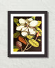 Vintage Magnolia No. 55 Art Print