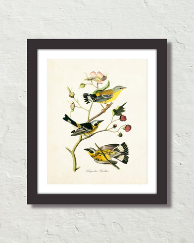 Vintage Audubon Magnolia Warbler Bird Art Print
