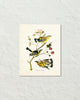 Vintage Audubon Magnolia Warbler Bird Art Print