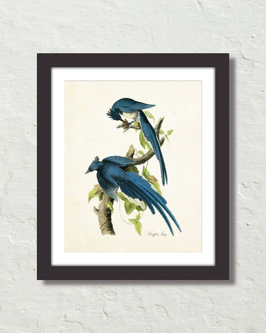 Vintage Audubon Magpie Jays Bird Art Print