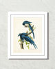Vintage Audubon Magpie Jays Bird Art Print