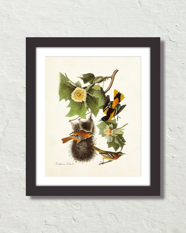 Vintage Audubon Northern Oriole Bird Art Print