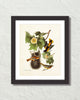 Vintage Audubon Northern Oriole Bird Art Print