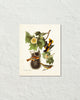 Vintage Audubon Northern Oriole Bird Art Print