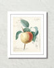 French Apple Collage Fruit Art Print