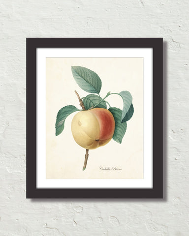 Vintage Apple Botanical Fruit Art Print