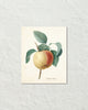 Vintage Apple Botanical Fruit Art Print