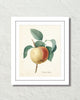 Vintage Apple Botanical Fruit Art Print
