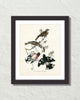 Vintage Audubon Rose Breasted Grosbeak Bird Art Print