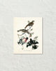Vintage Audubon Rose Breasted Grosbeak Bird Art Print