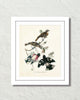 Vintage Audubon Rose Breasted Grosbeak Bird Art Print