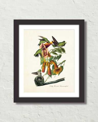 Vintage Audubon Ruby Throated Hummingbird Bird Art Print