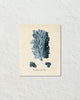 Les Coralliens Blue Sea Coral No. 3 Art Print