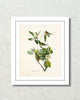 Vintage Audubon Warbling Vireo Bird Art Print