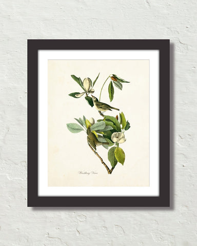 Vintage Audubon Warbling Vireo Bird Art Print