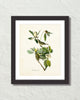 Vintage Audubon Warbling Vireo Bird Art Print