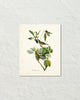 Vintage Audubon Warbling Vireo Bird Art Print