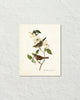 Vintage Audubon White Throated Sparrow Bird Art Print