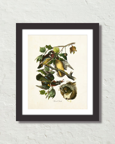 Vintage Audubon Wood Duck Art Print