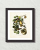 Vintage Audubon Wood Duck Art Print