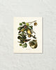 Vintage Audubon Wood Duck Art Print