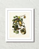 Vintage Audubon Wood Duck Art Print