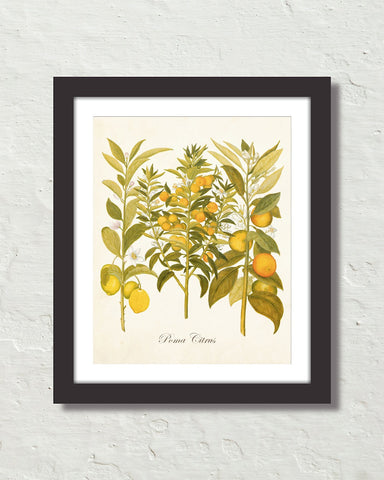 Vintage Citrus No. 23 Botanical Art Print