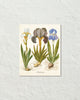 Vintage Iris No. 22 Botanical Art Print