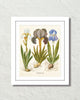 Vintage Iris No. 22 Botanical Art Print