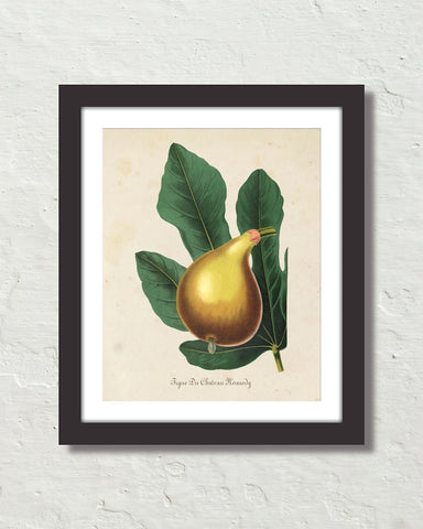 French Fig Botanical Art Print