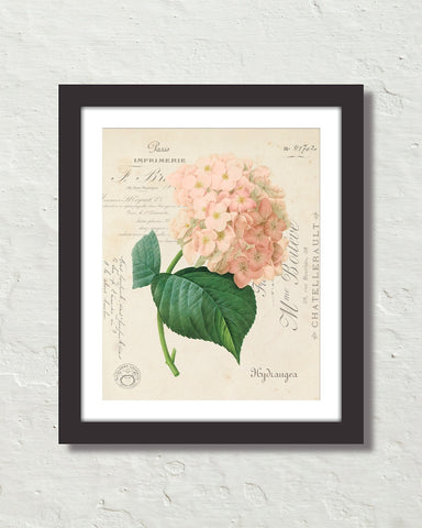 French Hydrangea Collage No. 64 Botanical Art Print