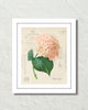 French Hydrangea Collage No. 64 Botanical Art Print