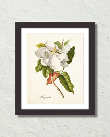 Vintage Magnolia No.1 Botanical Art Print
