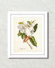 Vintage Magnolia No.1 Botanical Art Print