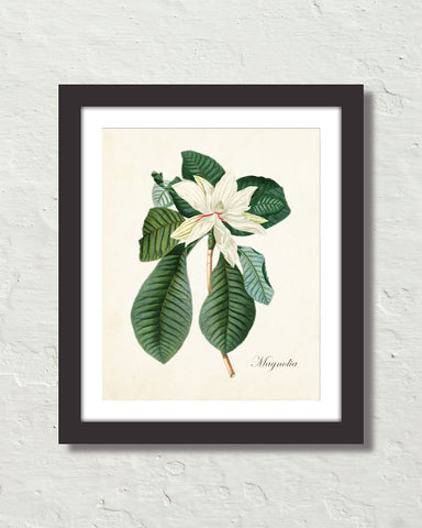 Vintage Magnolia No. 60 Art Print