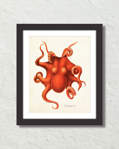 Vintage Octopus No. 5 Natural History Art Print