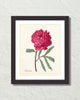 Vintage Peony No. 16 Botanical Art Print
