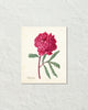 Vintage Peony No. 16 Botanical Art Print