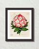Antique Rhododendron Floral Collage Botanical Print