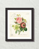 French Rose Anemone Collage Botanical Art Print