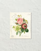 French Rose Anemone Collage Botanical Art Print