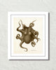 Vintage Octopus No. 3 Sepia Color Art Print