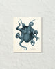 Vintage Octopus No. 2 Smokey Blue Color Art Print