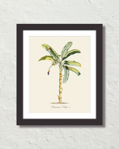 Vintage Tropical Banana Palm 1 Botanical Art Print
