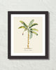 Vintage Tropical Banana Palm 1 Botanical Art Print