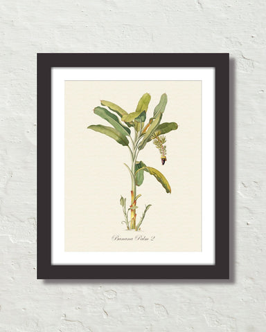 Vintage Tropical Banana Palm 2 Botanical Art Print
